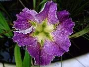 Pink Red Edged Yellow